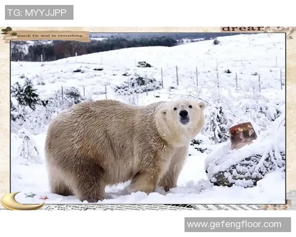 灰熊栖息地与生态保护现状探讨及未来发展前景分析